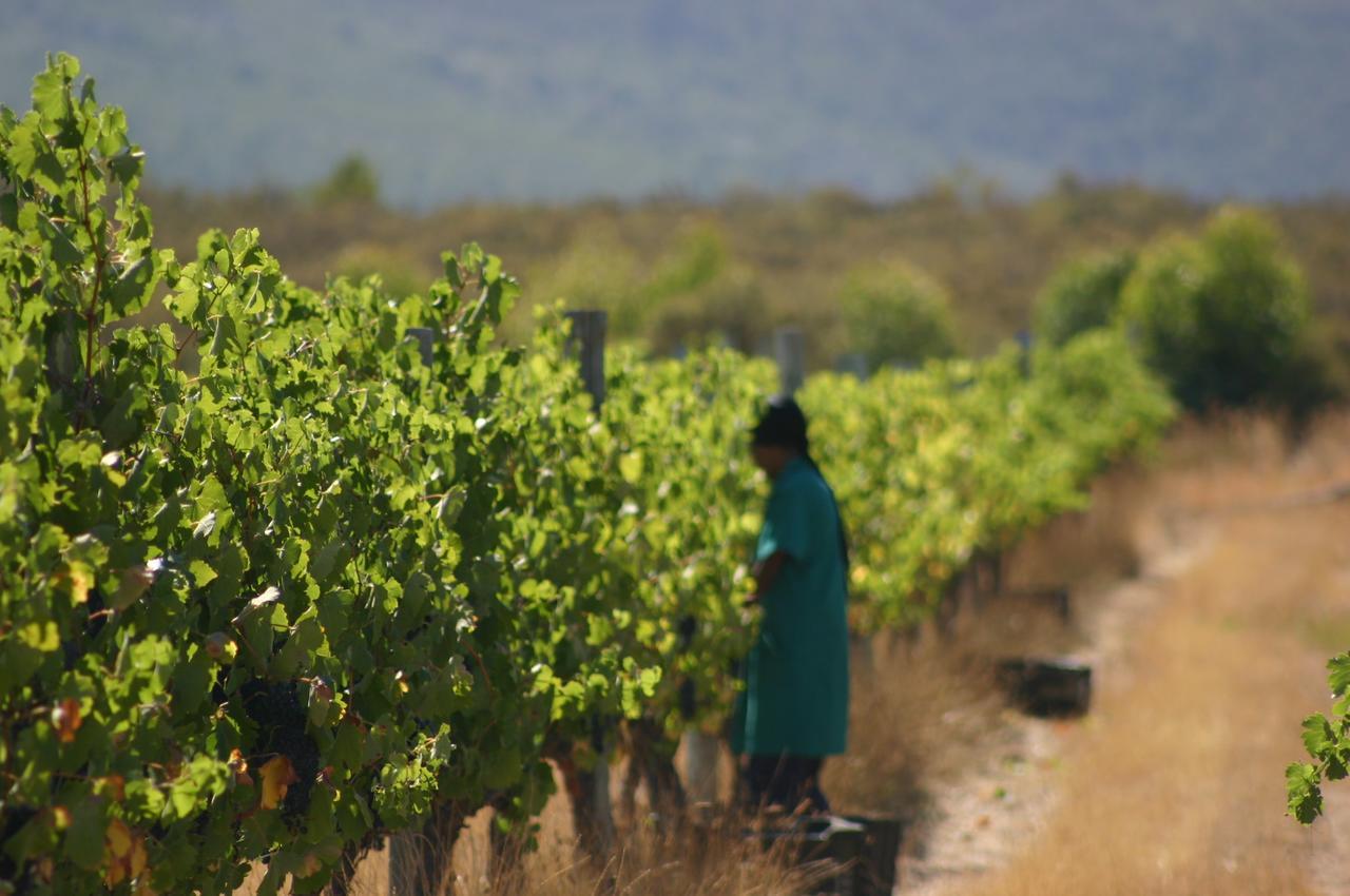 Fraaigelegen Farm - Home Of Adhara Evoo Tulbagh Extérieur photo